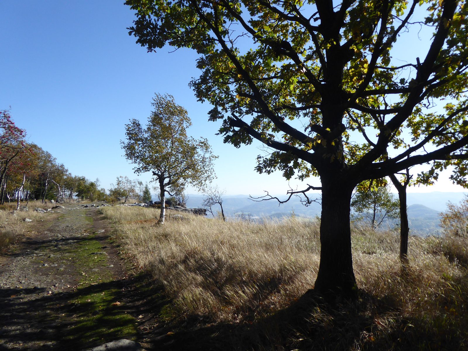 Alte Eiche auf einem Höhenweg im Herbstlicht