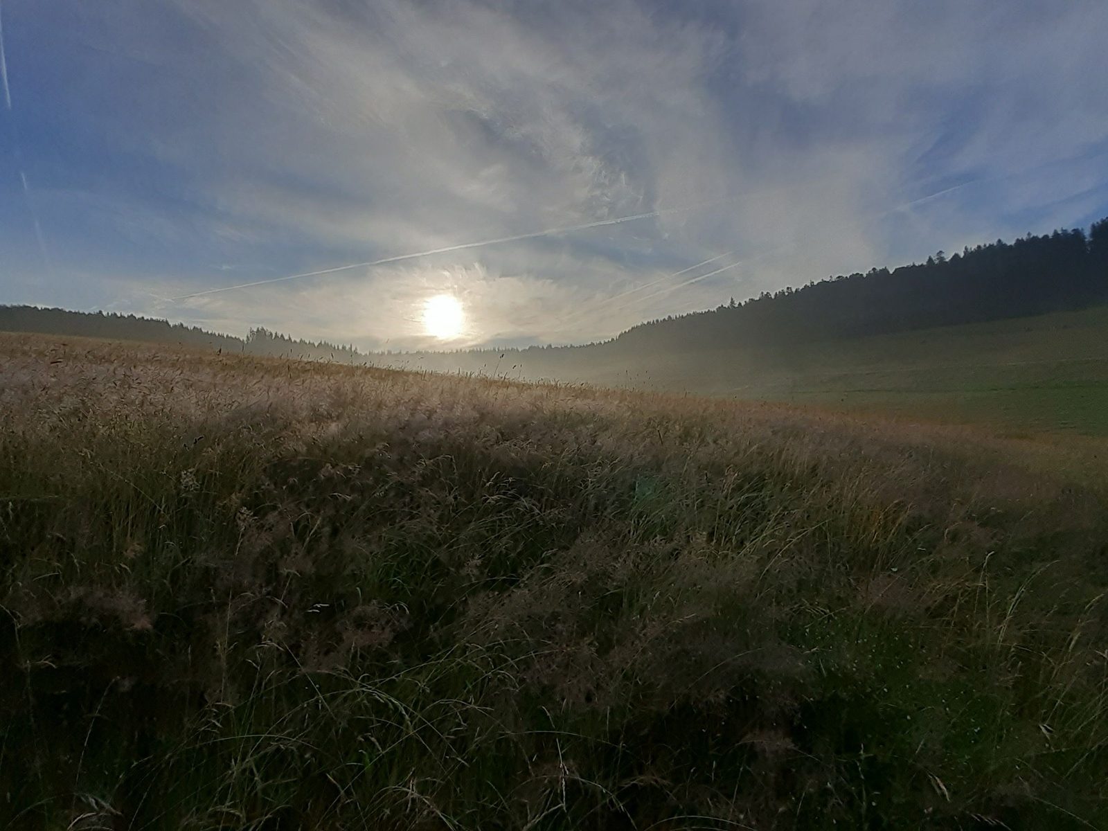 Morgennebel über einer Waldwiese im ersten Licht