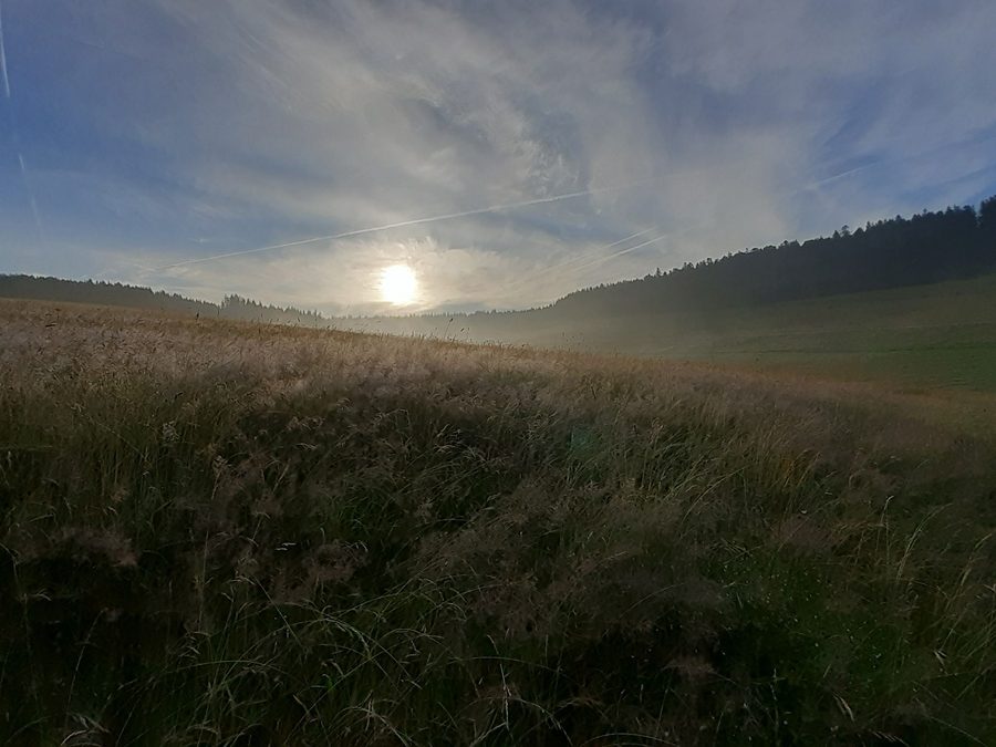 Morgennebel über einer Waldwiese