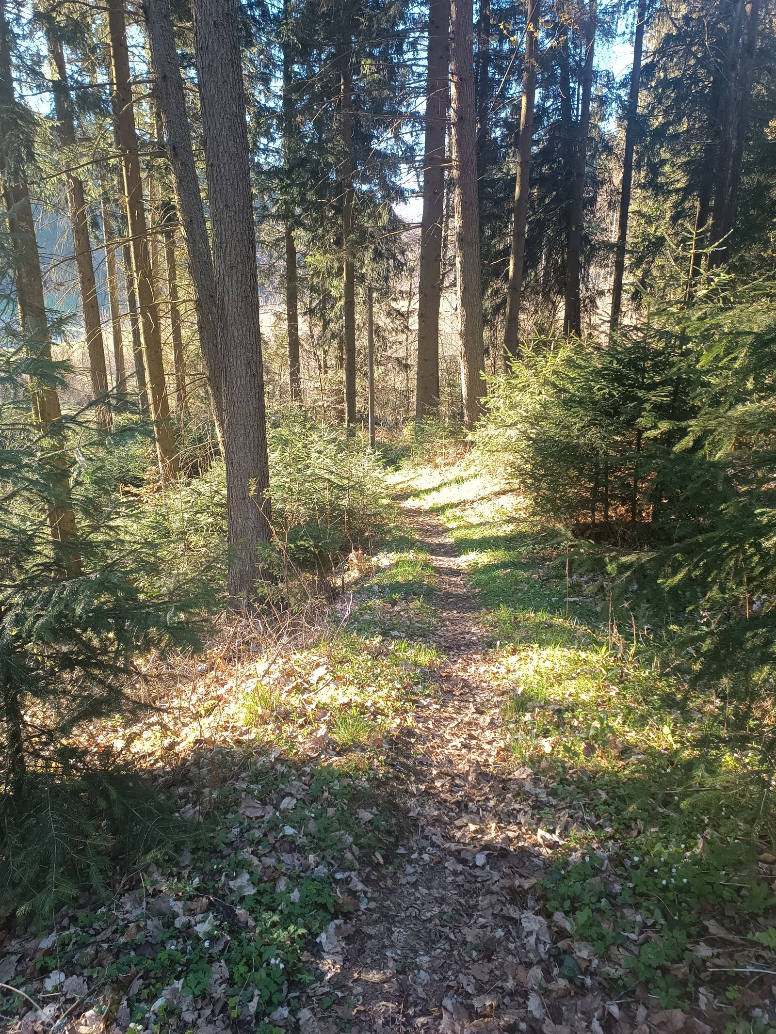 Ein schmaler Pfad führt durch einen sonnigen Nadelwald