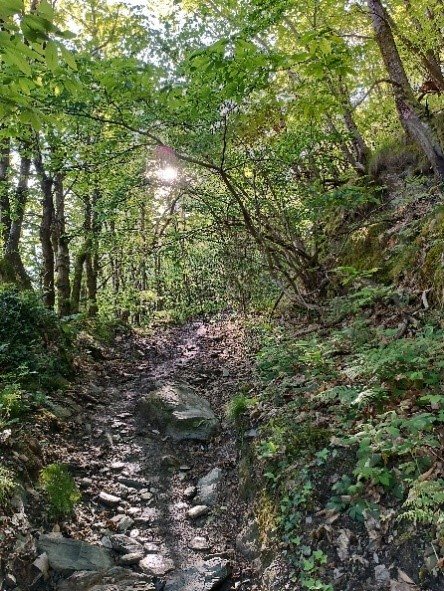 Ein Waldweg führt bergauf ins Licht