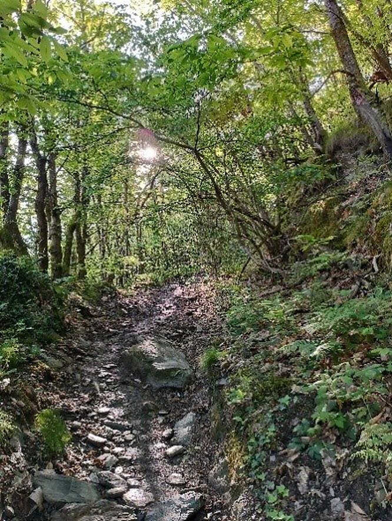 Ein Waldweg führt bergauf ins Licht